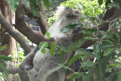 Taronga Park Zoo